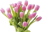 KaBloom - Barbie Pink Tulip : Bouquet of 20 Fresh Pink Tulip with Vase - Fresh Flowers for Birthday, Valentine's & Mother's Day