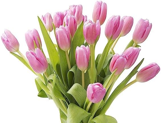 KaBloom - Barbie Pink Tulip : Bouquet of 20 Fresh Pink Tulip with Vase - Fresh Flowers for Birthday, Valentine's & Mother's Day