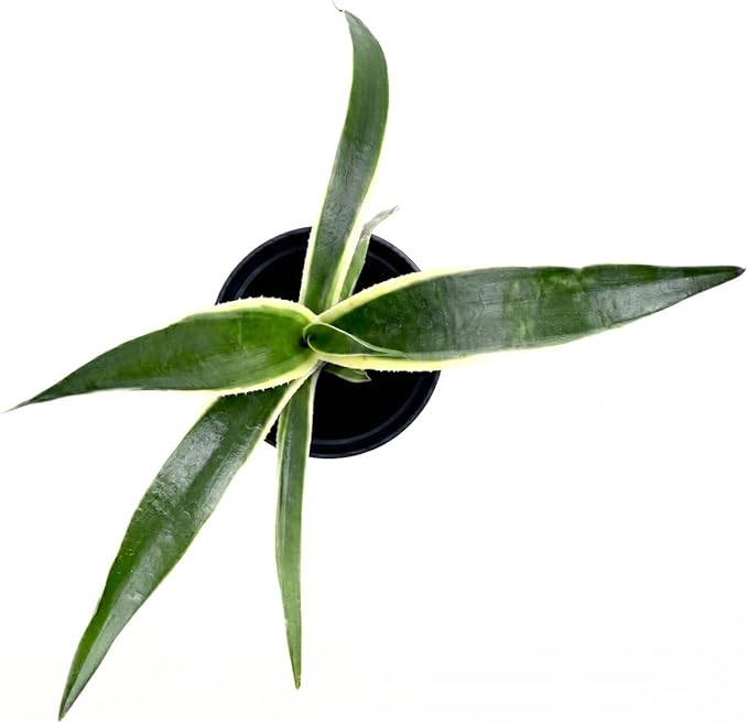 Mangave 'Snow Leopard', 1.5" Plug - Live Succulent Plant, Agave Like Rosette, Low Maintenance Indoor Outdoor Plant for Home Garden Decor, Beginner-Friendly Live Plants