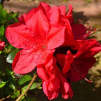 Red Azalea Plant Live, 7 Months Old Rhododendron Like, Azalea Rhododendron Tree Flowers Plants Live Bush in Pot