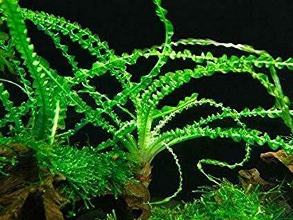 Crinum Calamistratum Live Aquarium Plants Easy Aquatic Plant