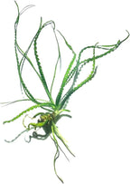 Marcus Fish Tanks Crinum Calamistratum Easy to Grow Hardy Live Aquarium Plant Betta Fish Plants
