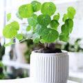 Stephania Cephalantha Live Plant, 3.5-4" Caudex with Sprouts, Rare Hardy Caudex Succulent Houseplant for Indoor Growing and Home Décor