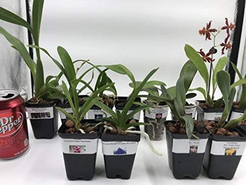 4 Live Orchid Plants to Choose (Cattleyas)