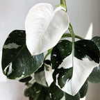 Variegated Philodendron Live Plant, Rare Indoor Houseplant Live Well Rooted 5-7 Inches, Container Growing, Home Office Decor (White Princess Philodendron)