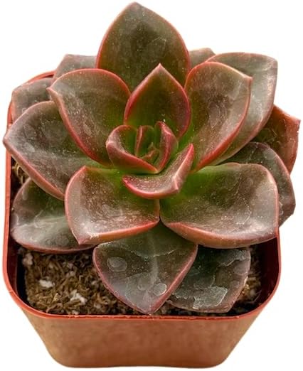 2" Unique Succulents Plants Live, Live Starter Succulent Plants, Easy Care House Plants Rooted in Succulent Soil Mix, By The Succulent Cult (Echeveria Melaco)