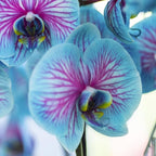 100 Orchid Flower, Rare Phalaenopsis Orchid Seeds, Blue & Pink Perennial Flower Seeds for Planting, Exotic Indoor & Outdoor Orchid Plants