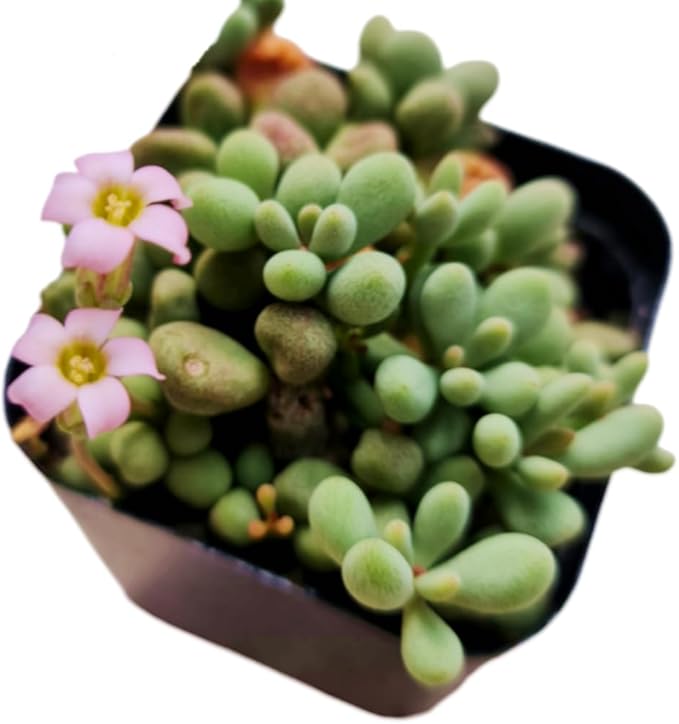 Live Cactus and Succulent Plants (2" Pot Tylecodon Schaeferianus 'Dragon Eggs')