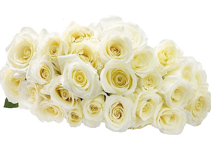KaBloom - White Roses 18 with Greens Bouquet - Fresh Flowers for Birthday, Valentine's & Mother's Day