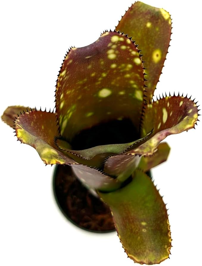 ragnaroc Live Plants – Bromeliad Billbergia Lots of Spots, 8-12" in 4" Pot - 1ct - Live Arrival Guaranteed - House Plants for Home Decor & Gift