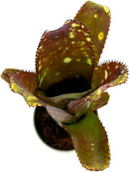 ragnaroc Live Plants – Bromeliad Billbergia Lots of Spots, 8-12" in 4" Pot - 1ct - Live Arrival Guaranteed - House Plants for Home Decor & Gift