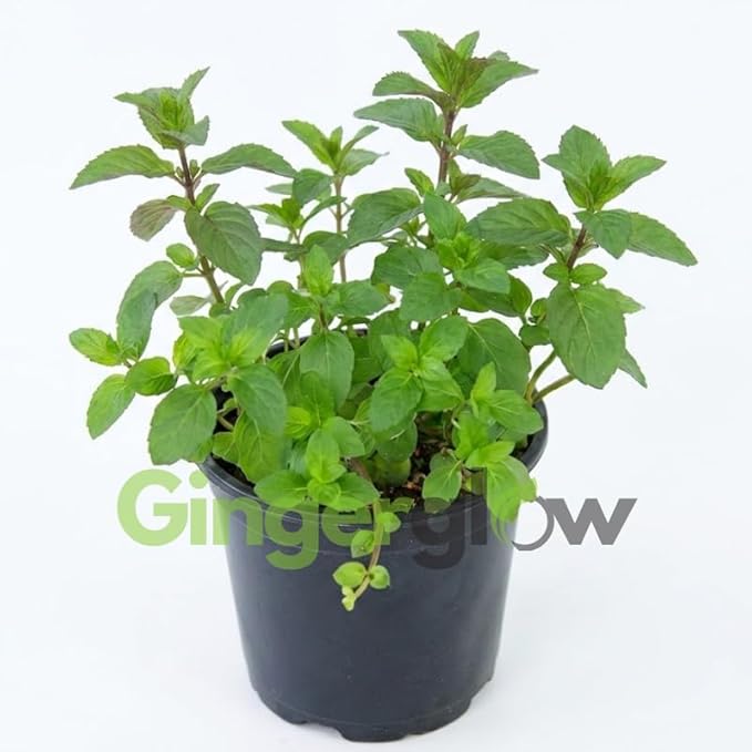 Peppermint Plants Live, Mint Plants for Inside and Home Décor, 3-Inch Potted Fresh Herb for Kitchen Gardens and Indoor Outdoor Growing