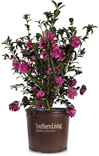 Alabama Beauty Camellia (2.5 Quart) Flowering Evergreen Shrub with Rosey-Red to Pink Blooms - Full Sun to Part Shade Live Outdoor Plant - Southern Living Plants