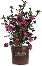 Alabama Beauty Camellia (2.5 Quart) Flowering Evergreen Shrub with Rosey-Red to Pink Blooms - Full Sun to Part Shade Live Outdoor Plant - Southern Living Plants