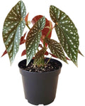 Begonia Live Plant, Begonias Live Plant, Rare Begonias Plants, 5-7 Inches in Height for Indoor Houseplant (Polka Dot Angel Wing Begonia)