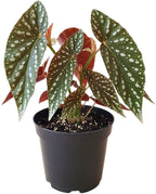 Begonia Live Plant, Begonias Live Plant, Rare Begonias Plants, 5-7 Inches in Height for Indoor Houseplant (Polka Dot Angel Wing Begonia)