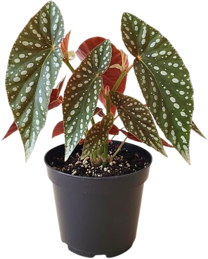 Begonia Live Plant, Begonias Live Plant, Rare Begonias Plants, 5-7 Inches in Height for Indoor Houseplant (Polka Dot Angel Wing Begonia)
