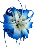 XL Xerographica Colored Air Plant, Live Tillandsia House Plant, Easy Care Indoor Outdoor, Great Gift, Healthy Arrival Guaranteed (Blue)