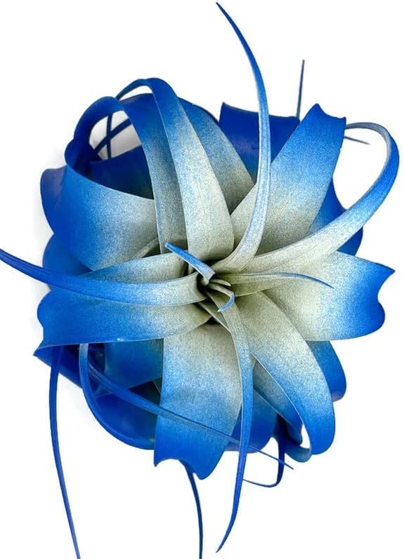 XL Xerographica Colored Air Plant, Live Tillandsia House Plant, Easy Care Indoor Outdoor, Great Gift, Healthy Arrival Guaranteed (Blue)