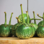 Golden Mountain Thai Light Green Round Medium Eggplant Seeds