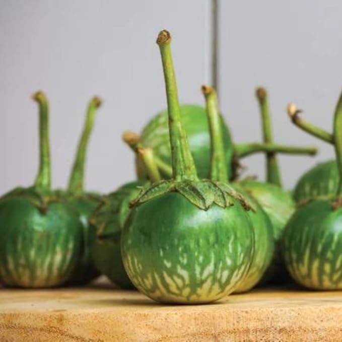 Golden Mountain Thai Light Green Round Medium Eggplant Seeds