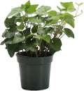 Live Green English Ivy Plant, Hedera Helix, Vining Plant, Live Indoor Plant, 4" Diameter Pot