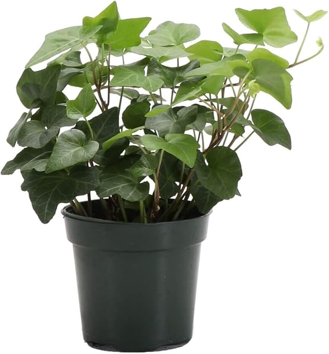 Live Green English Ivy Plant, Hedera Helix, Vining Plant, Live Indoor Plant, 4" Diameter Pot