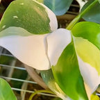 White Princess Philodendron Plant Live, Rare Tropical Variegated Live Indoor Houseplant, Starter Plants No Pot, 5-9" in Tall