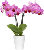From You Flowers - Graceful Mini Orchid for Birthday, Anniversary, Get Well or Celebration