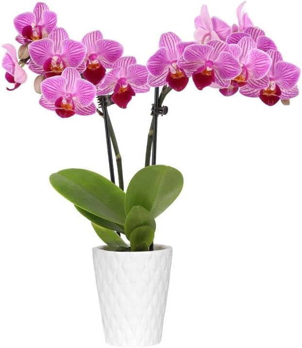 From You Flowers - Graceful Mini Orchid for Birthday, Anniversary, Get Well or Celebration