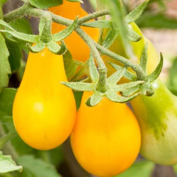 2 LIVE tomato plant,yellow pear Prized for its use in tomato paste and sauces,