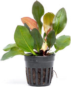SubstrateSource Live Plants - Echinodorus ‘Red Phoenix’ (Echinodorus sp.) - Medium to High Light, Red Green, Midground to Background Placement, Freshwater Aquascaping Aquatic Plant - Pot