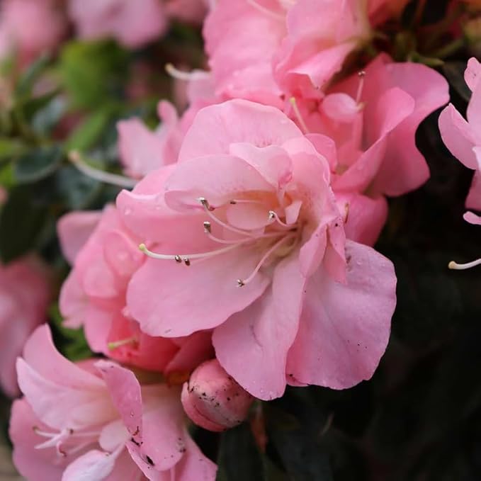 Double Pink Azalea Plant Live, 7 Months Old Rhododendron Like, Azalea Rhododendron Tree Flowers Plants Live Bush in Pot