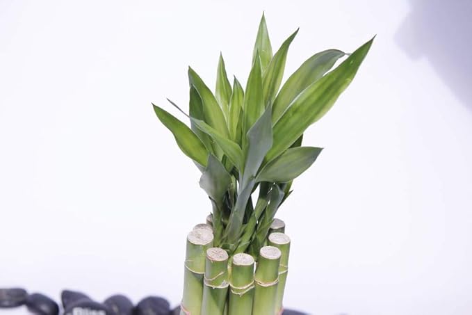 Athena's Garden Good Health Bamboo Arrangement