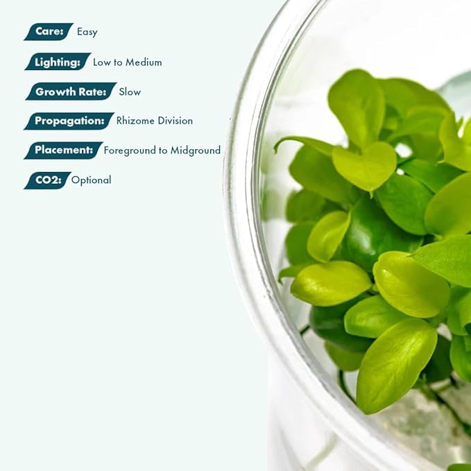 SubstrateSource Live Plant - Anubias Nana Golden - Foreground to Midground Rhizome with Light Green Leaves, Snail-Free in Vitro Aquarium Plant - Tissue Culture