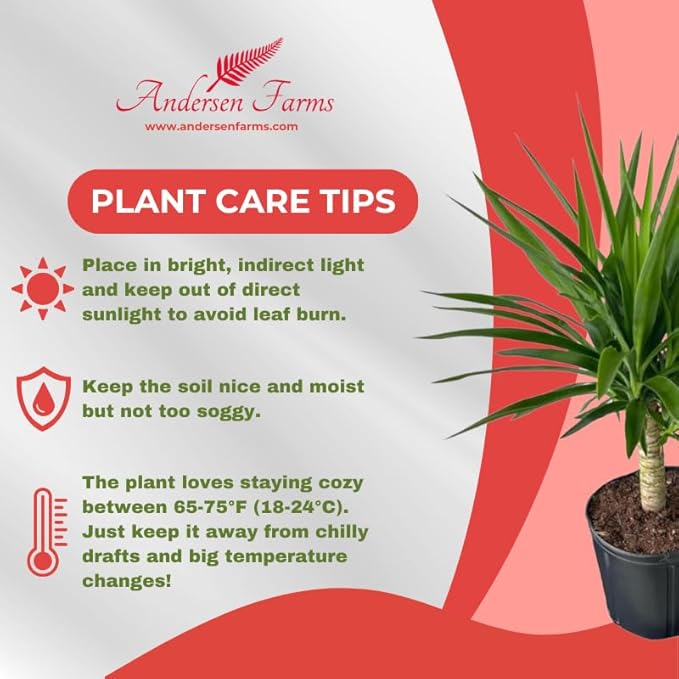 Yucca Cane – 10 Inches Grower Pot – Live Indoor/Outdoor Air Purifying Plant – Drought-Tolerant Easy Care Tropical Houseplant for Home or Office Décor