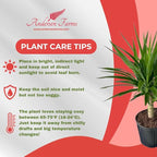 Yucca Cane – 10 Inches Grower Pot – Live Indoor/Outdoor Air Purifying Plant – Drought-Tolerant Easy Care Tropical Houseplant for Home or Office Décor