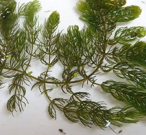 Marcus Fish Tanks Hornwort Ceratophyllum Live Aquarium Plant Planted Tank Beginner - Buy 2 G 1 F