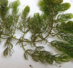 Marcus Fish Tanks Hornwort Ceratophyllum Live Aquarium Plant Planted Tank Beginner - Buy 2 G 1 F