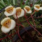 Monkey Flowers Seeds for Planting, 195+pcs Monkey Face Orchid Perennial Flower Seeds Non-GMO Heirloom Rare Plants, Beauty Home Garden for Outdoors