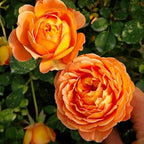 Climbing Rose Seeds for Planting, 300+pcs Rare Rosa Rose Flower Seeds Plants, Non-GMO Heirloom Attracts Pollinators Blooms Beauty Flowers for Home Garden Outdoors