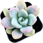 Live Succulent Cactus Plants from USKC (2" Pot) (Graptoveria Opalina)
