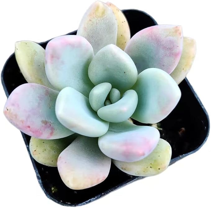 Live Succulent Cactus Plants from USKC (2" Pot) (Graptoveria Opalina)
