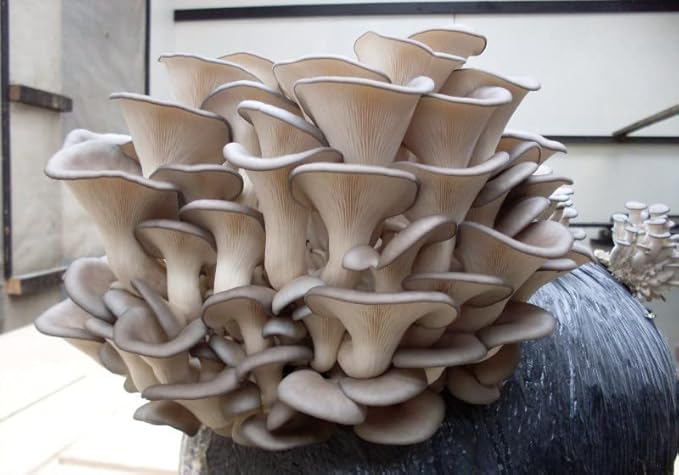 Oyster Mushrooms Spores Non GMO Heirloom 100 Seeds