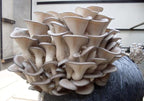 Oyster Mushrooms Spores Non GMO Heirloom 100 Seeds