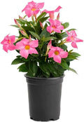 American Plant Exchange Dipladenia Bush 'Pink', 6-Inch Pot, Continuous Blooms, Easy-to-Care Live Plant for Indoor & Outdoor Use, Flowering Shrub Perfect for Landscapes, Container Gardens & Patios