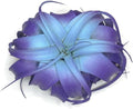 XL Xerographica Colored Air Plant, Live Tillandsia House Plant, Easy Care Indoor Outdoor, Great Gift, Healthy Arrival Guaranteed (Rainbow #5)