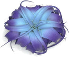 XL Xerographica Colored Air Plant, Live Tillandsia House Plant, Easy Care Indoor Outdoor, Great Gift, Healthy Arrival Guaranteed (Rainbow #5)
