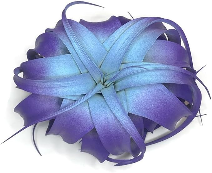XL Xerographica Colored Air Plant, Live Tillandsia House Plant, Easy Care Indoor Outdoor, Great Gift, Healthy Arrival Guaranteed (Rainbow #5)