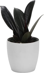 Thorsen's Greenhouse Ficus elastica, Live Indoor Plant, Rare Variety, Natural Air Purifier, Burgundy Rubber Plant, 4-Inch Diameter Pot (White)